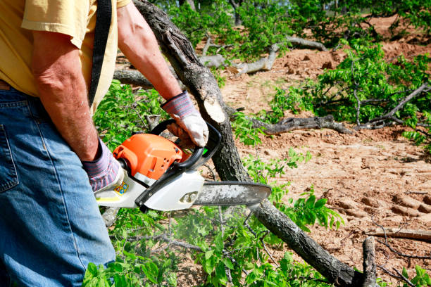 Best Dead Tree Removal  in Franklin, KY